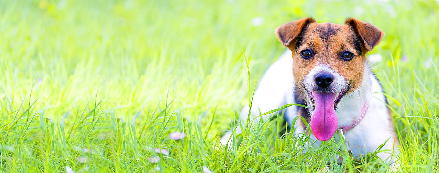 Female Dog Names With Good Meanings Dog Names Meaning Companion